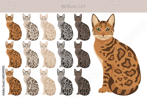 Bengal Cat clipart. All coat colors set.  All cat breeds characteristics infographic. Vector illustration