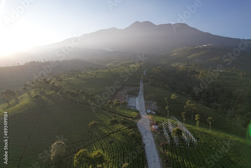 Green tea plantation in the morning with landsacpe with Lawu mountain view. Kemuning, Central Java Indonesia photo