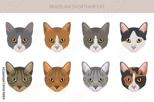 Brazilian shorthair Cat clipart. All coat colors set.  All cat breeds characteristics infographic. Vector illustration