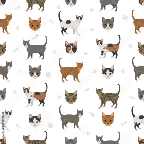 Brazilian shorthair Cat seamless pattern. All coat colors set.  All cat breeds characteristics infographic. Vector illustration