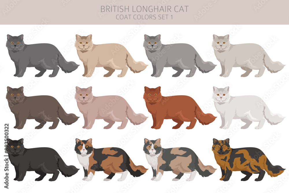 British longhair Cat clipart. All coat colors set. All cat breeds characteristics infographic. Vector illustration British longhair Cat clipart. All coat colors set. All cat breeds characteristics infographic. Vector illustration
