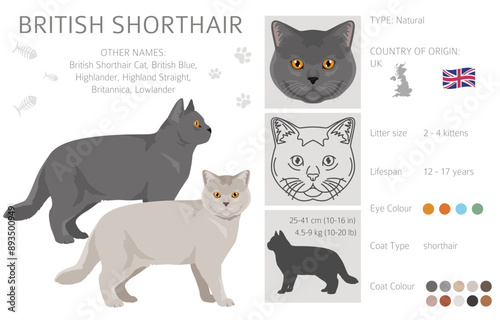 British shorthair Cat clipart. All coat colors set.  All cat breeds characteristics infographic. Vector illustration