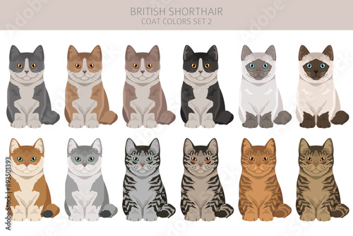 British shorthair Cat clipart. All coat colors set.  All cat breeds characteristics infographic. Vector illustration