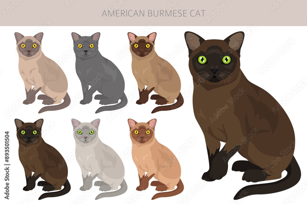 Fototapeta premium American Burmese Cat clipart. All coat colors set. All cat breeds characteristics infographic. Vector illustration