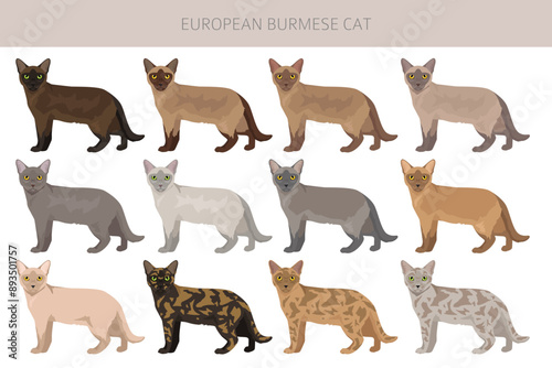 Schilderij op canvas European Burmese Cat clipart