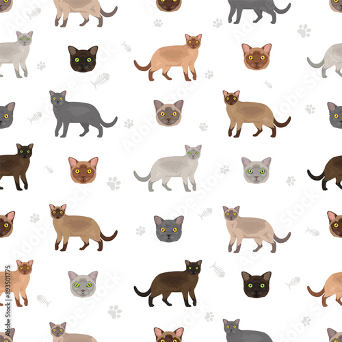 Schilderij op canvas American Burmese Cat seamless pattern