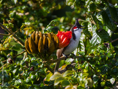 Red Whiskered Bulbul bird perching on African Tulip tree in bloom  photo