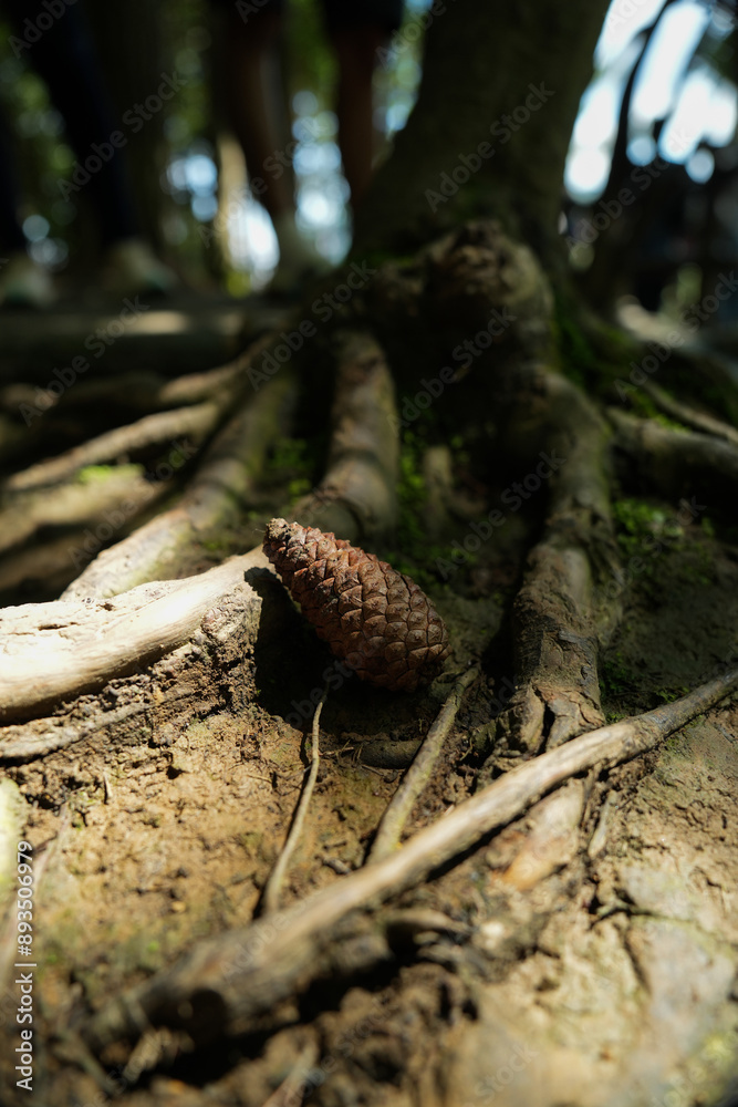 Close up of Pine cones on the ground and pine tree trunk, concept of cedar, christmas tree, pretty, botanical and foliage, earth and ground, ecological and biological, post card background. Close up of Pine cones on the ground and pine tree trunk, concept of cedar, christmas tree, pretty, botanical and foliage, earth and ground, ecological and biological, post card background.
