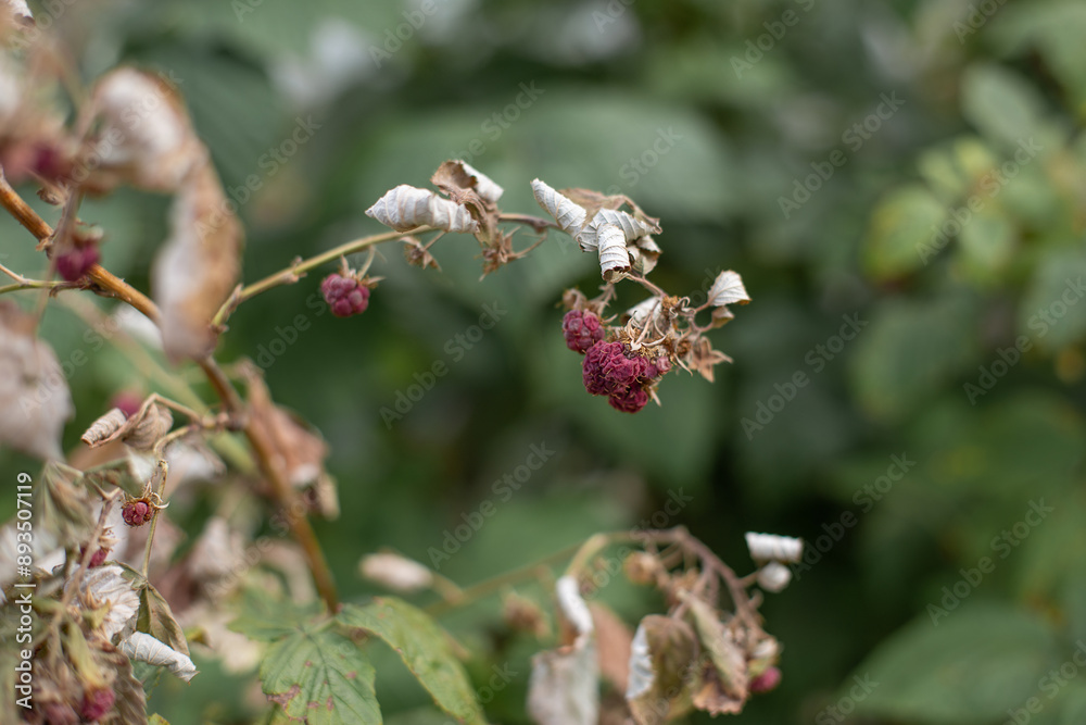 Dry plants from drought in the garden. The dried bushes of a raspberry, on sunny day. The plant withered from lack of water. The concept of global warming and strong heat.