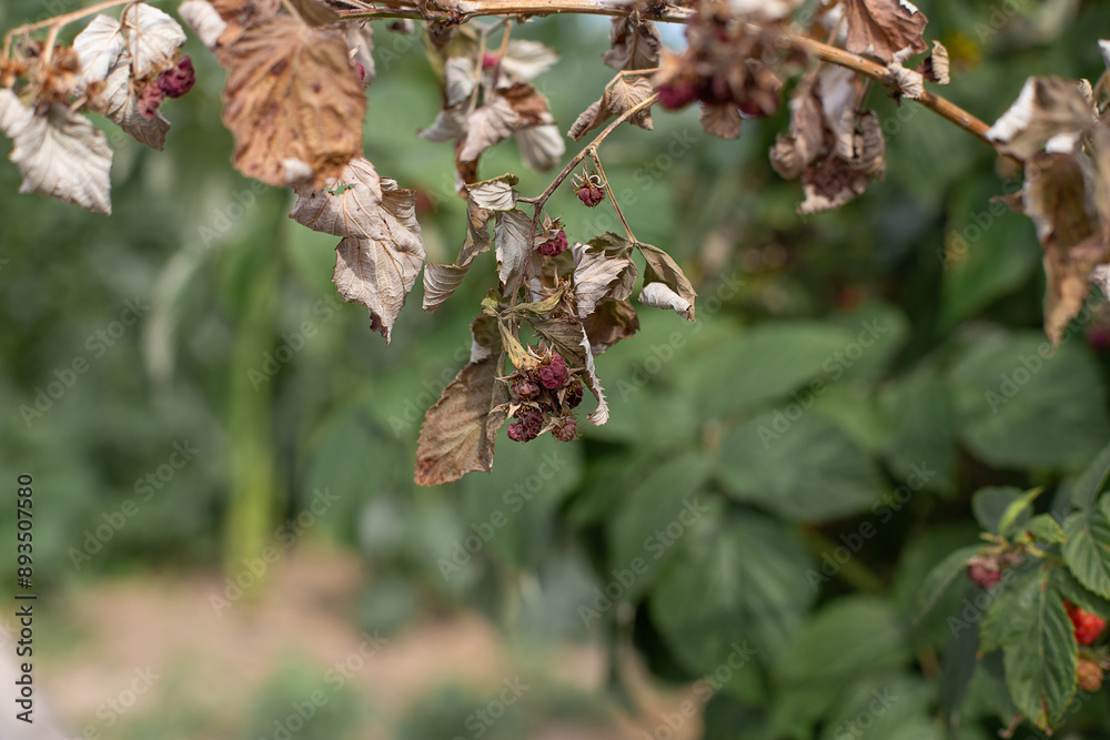 Dry plants from drought in the garden. The dried bushes of a raspberry, on sunny day. The plant withered from lack of water. The concept of global warming and strong heat.