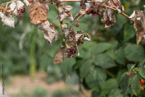 Obraz na płótnie Dry plants from drought in the garden. The dried bushes of a raspberry, on sunny day. The plant withered from lack of water. The concept of global warming and strong heat. w salonie