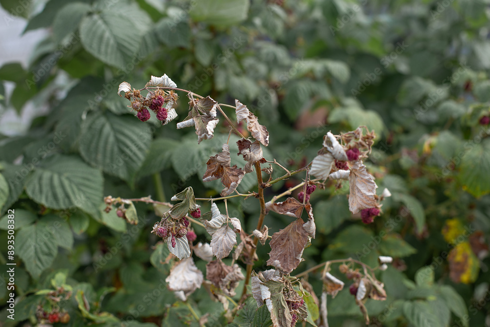 Dry plants from drought in the garden. The dried bushes of a raspberry, on sunny day. The plant withered from lack of water. The concept of global warming and strong heat.