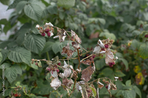 Obraz na płótnie Dry plants from drought in the garden. The dried bushes of a raspberry, on sunny day. The plant withered from lack of water. The concept of global warming and strong heat. w salonie