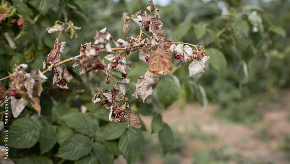 Dry plants from drought in the garden. The dried bushes of a raspberry, on sunny day. The plant withered from lack of water. The concept of global warming and strong heat.