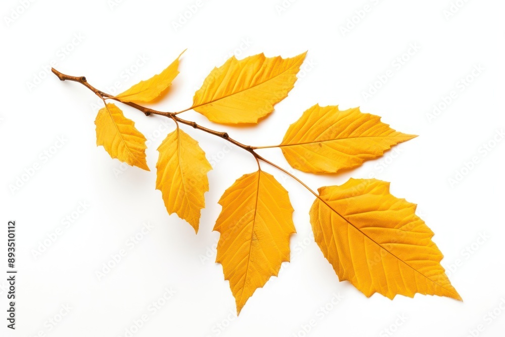 Fototapeta premium Bright autumn leaves branch isolated