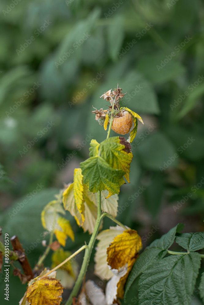 Dry plants from drought in the garden. The dried bushes of a raspberry, on sunny day. The plant withered from lack of water. The concept of global warming and strong heat.