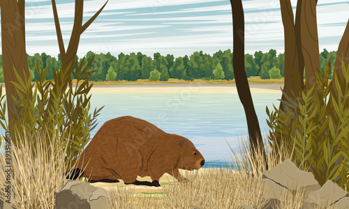 A beaver walks along the river bank. Realistic vector landscape