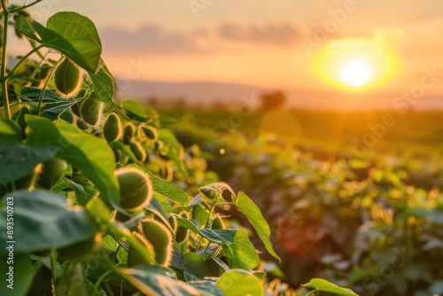 Wallpaper Mural Soybean field with fuzzy pods, illuminated by the golden light of a setting sun, with a blurred landscape in the background Torontodigital.ca