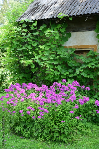 Phlox paniculata (Garden phlox) in bloom during summer. bright pink violet flowers in a flower bed