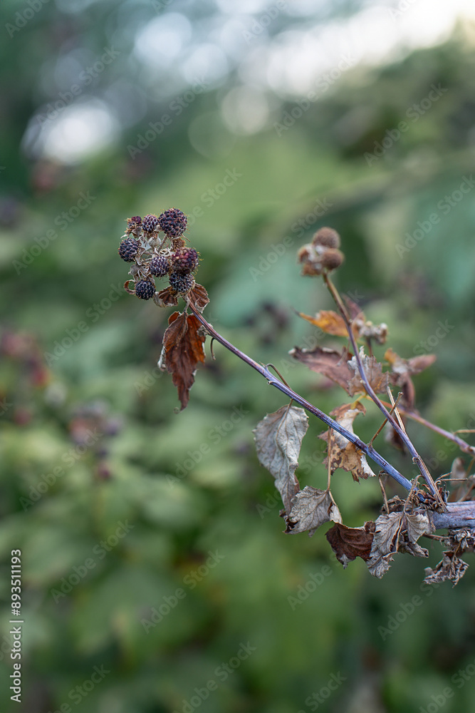 Dry plants from drought in the garden. The dried bushes of a blackberry, on sunny day. The plant withered from lack of water. The concept of global warming and strong heat.