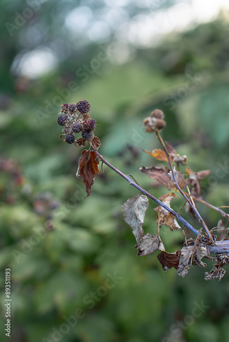 Obraz na płótnie Dry plants from drought in the garden. The dried bushes of a blackberry, on sunny day. The plant withered from lack of water. The concept of global warming and strong heat. w salonie