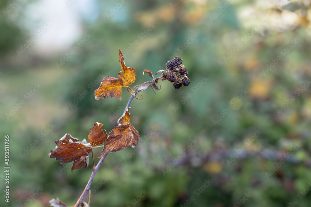 Dry plants from drought in the garden. The dried bushes of a blackberry, on sunny day. The plant withered from lack of water. The concept of global warming and strong heat.