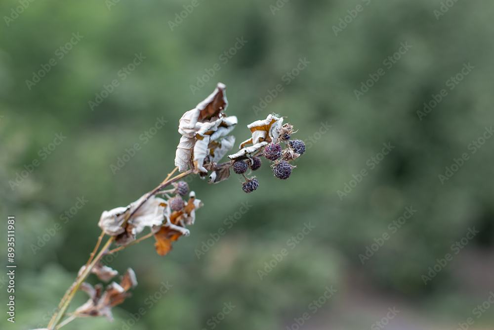 Dry plants from drought in the garden. The dried bushes of a blackberry, on sunny day. The plant withered from lack of water. The concept of global warming and strong heat.