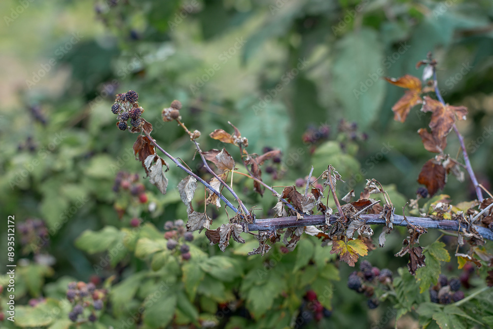 Dry plants from drought in the garden. The dried bushes of a blackberry, on sunny day. The plant withered from lack of water. The concept of global warming and strong heat.