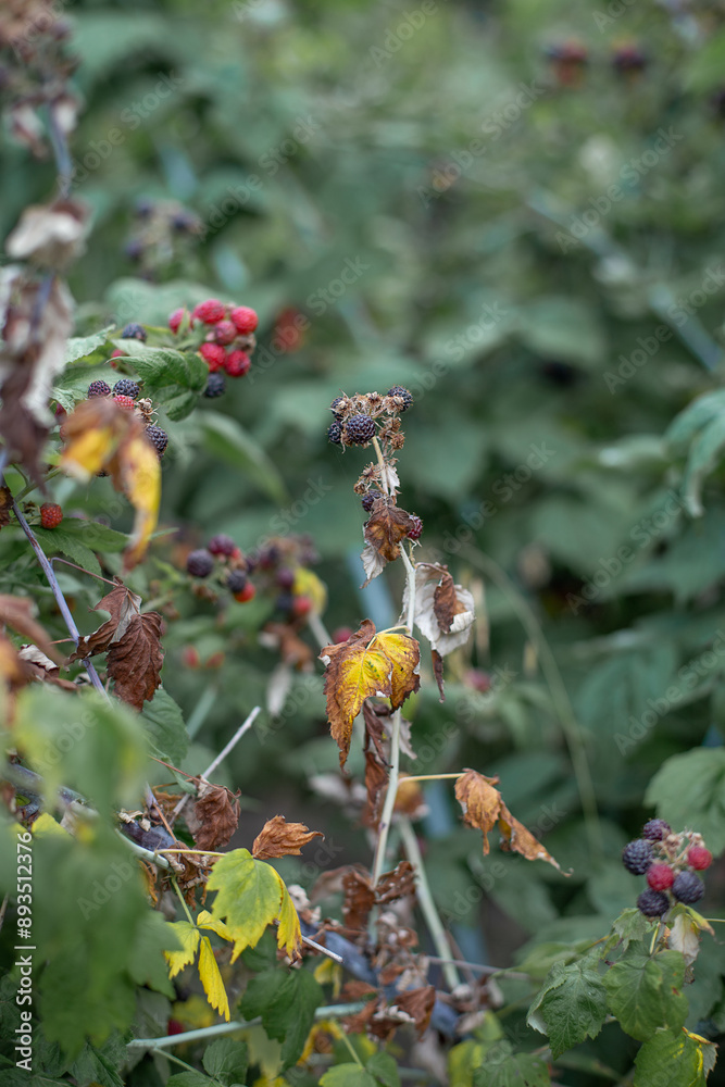Dry plants from drought in the garden. The dried bushes of a blackberry, on sunny day. The plant withered from lack of water. The concept of global warming and strong heat.