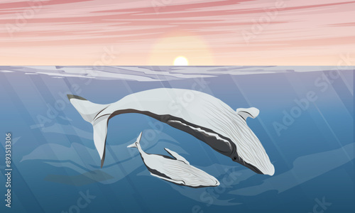 A large humpback whale and her calf swim in the ocean. Sunset over the surface of the sea. Realistic vector landscape