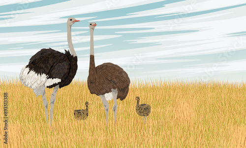A family of ostrich with chicks stand in tall dry grass. Wildlife of Africa. Realistic vector landscape.