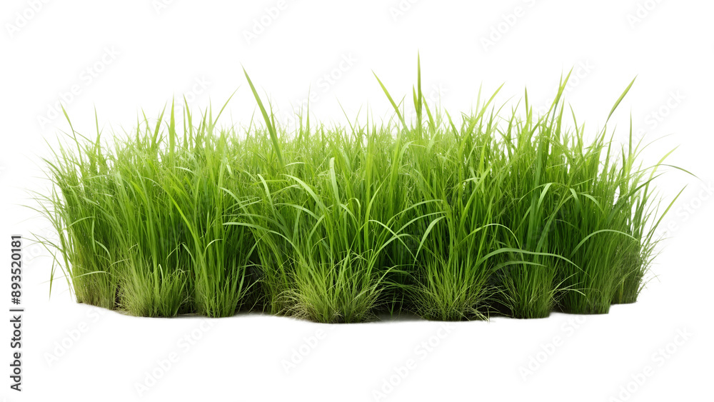 Obraz premium green grass isolated on white