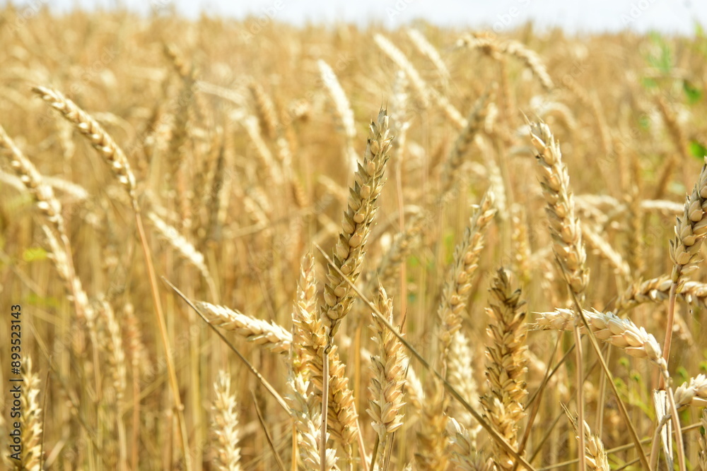 Ear of wheat during summer. Golden Wheat field in sunny day Ear of wheat during summer. Golden Wheat field in sunny day