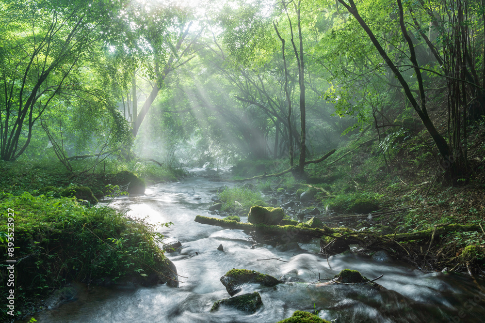 Obraz premium 富士宮市から富士山の伏流水に差し込む光芒