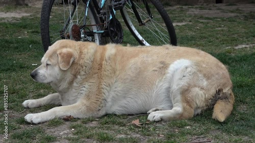Tuzla, Istanbul, Turkey - 27th of February 2024: 4K Fat dog resting near a bicycle
