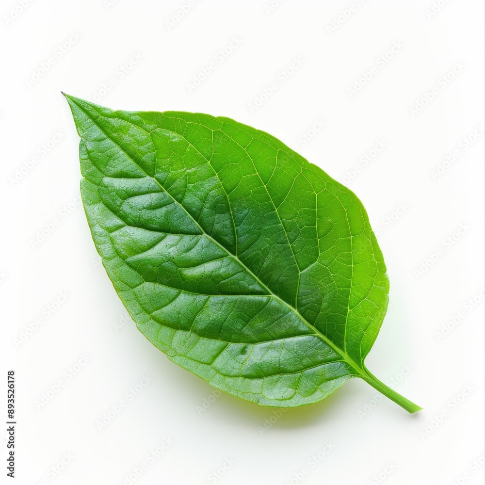 Obraz premium A green leaf on a white background