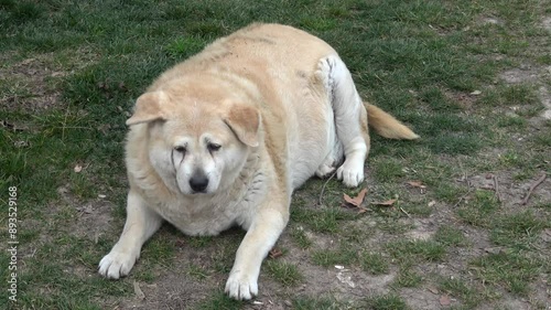 Tuzla, Istanbul, Turkey - 27th of February 2024: 4K Overweight dog resting on the ground
