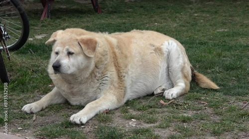 Tuzla, Istanbul, Turkey - 27th of February 2024: 4K Sad overweight dog on the ground
