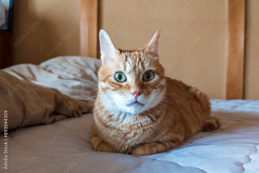 ベッドでくつろぐ茶トラ猫 ベッドでくつろぐ茶トラ猫