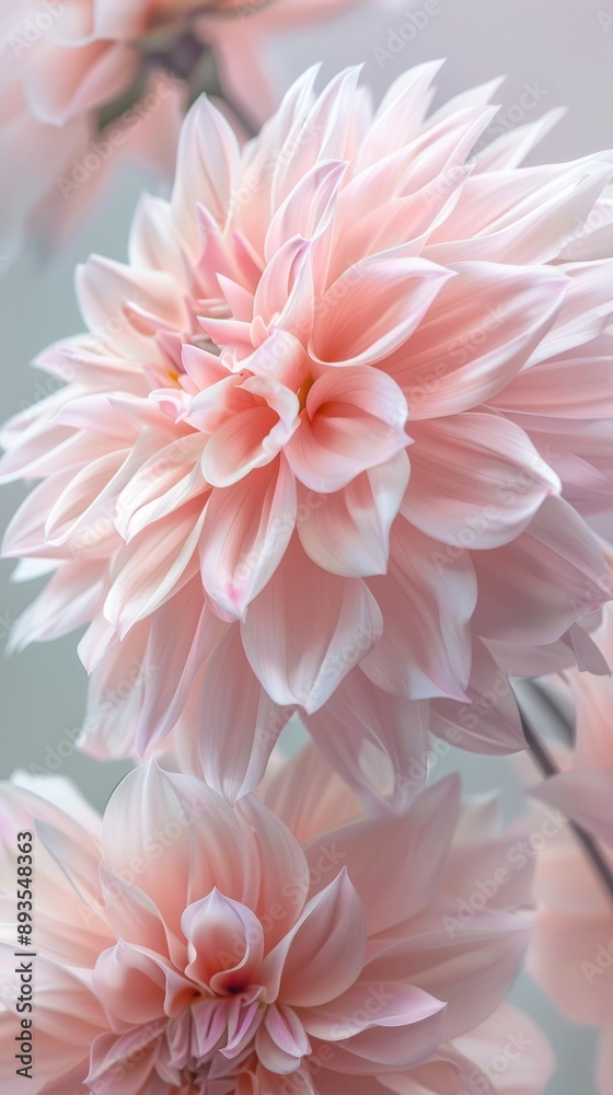 Delicate pink dahlia flowers blooming in soft light Delicate pink dahlia flowers blooming in soft light