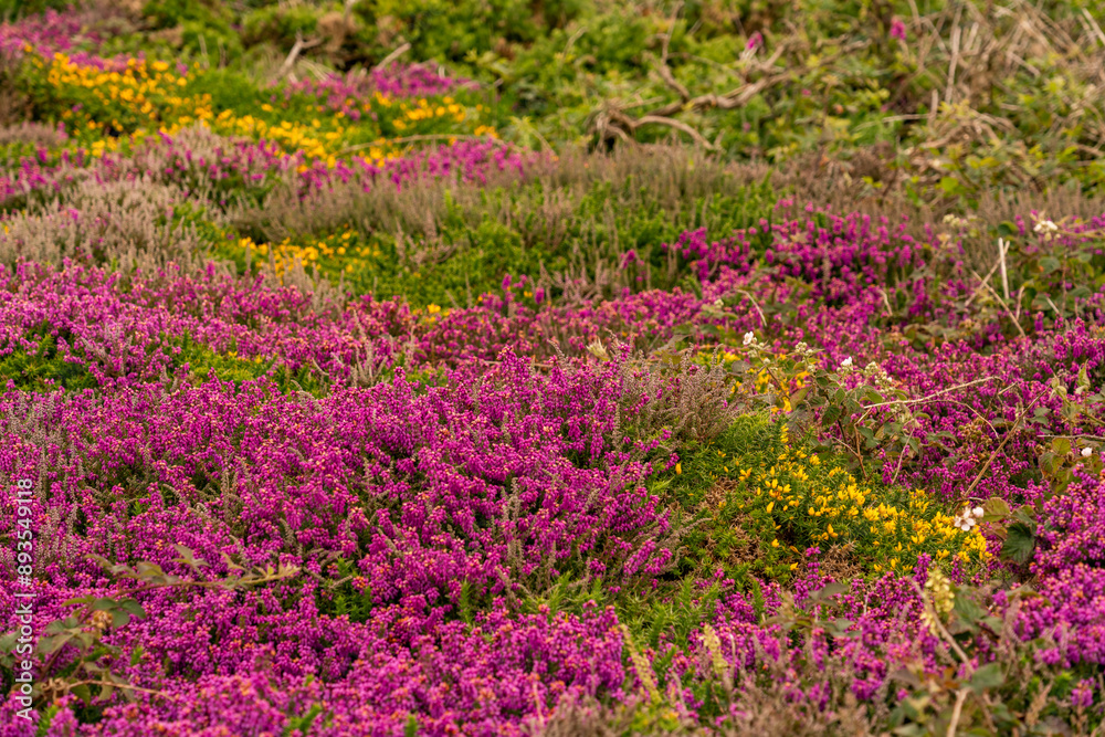 Obraz premium Views around South Stack lighthouse with the heather blooming
