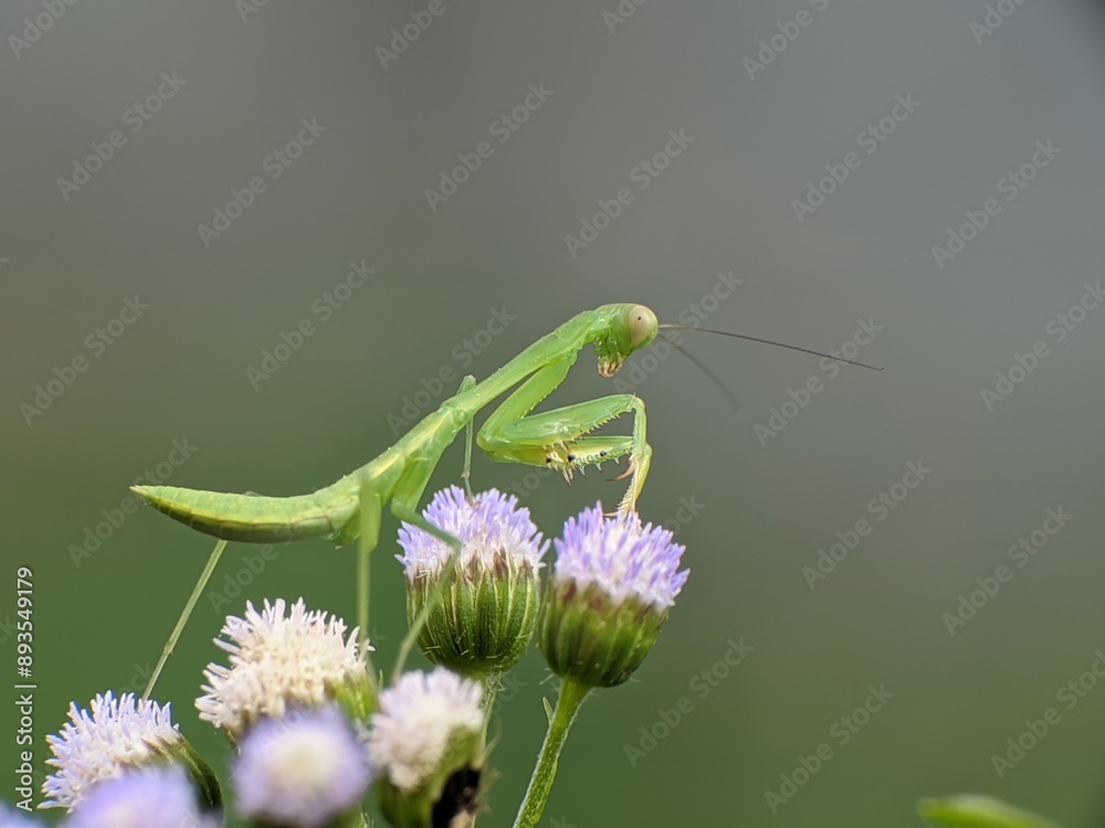 praying mantis with blur background praying mantis with blur background
