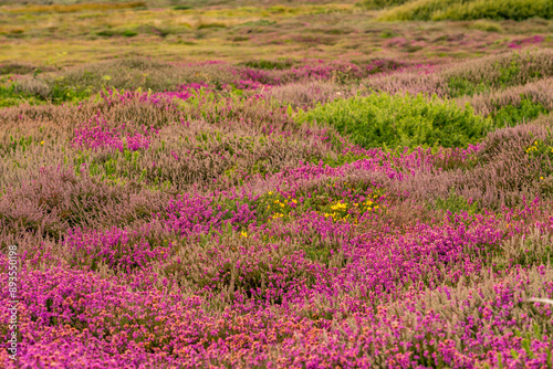 Fototapeta Naklejka Na Ścianę i Meble -  Views around South Stack lighthouse with the heather blooming