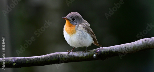 Zwergschnäpper // Red-breasted flycatcher (Ficedula parva)  photo