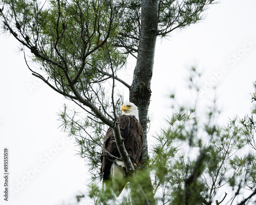 Eagles Nest in larg tree with green foliage