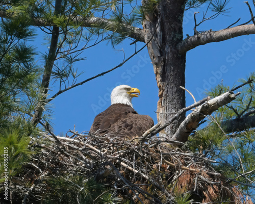 Eagle nesting in large tree