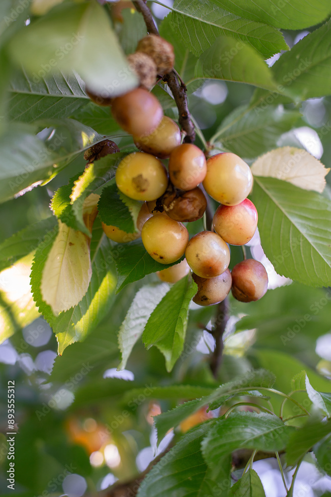 Rotten spoiled berry or fruit. Mold sweet cherries on tree in fruit garden. Spoiled berry. Diseases of trees. Gardening problems.