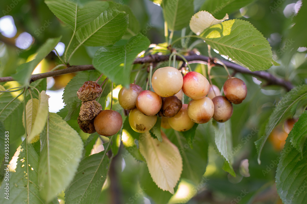 Rotten spoiled berry or fruit. Mold sweet cherries on tree in fruit garden. Spoiled berry. Diseases of trees. Gardening problems.