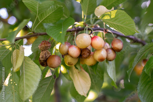 Obraz na płótnie Rotten spoiled berry or fruit. Mold sweet cherries on tree in fruit garden. Spoiled berry. Diseases of trees. Gardening problems. w salonie