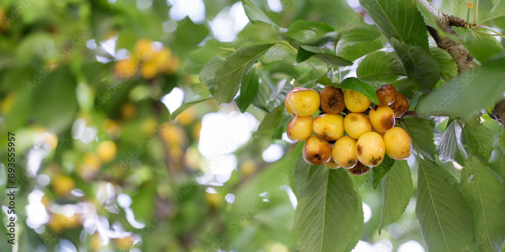 Rotten spoiled berry or fruit. Mold sweet cherries on tree in fruit garden. Spoiled berry. Diseases of trees. Gardening problems.